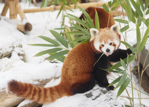 Nepalesische Roten Pandas in der Hochgebirgslandschaft Himalaya, © Zoo Leipzig