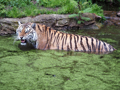 Amurtiger Czar nimmt ein Bad in der Tiger-Taiga, © ZooLeipzig