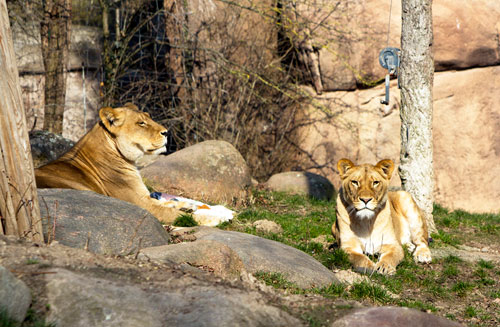 25 Jahre Löwensavanne, Kigali mit Tochter Malu auf der Savanne, © Zoo Leipzig