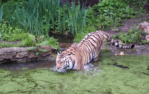 Abtauchen ins Abenteuer - mehr über die Amurtiger erfahren, © Zoo Leipzig