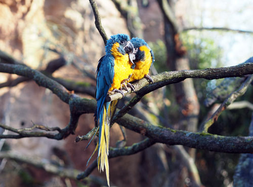 Veranstaltung in/um Leipzig: Entdeckertage Fell & Federn