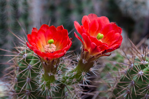 Echinocereus Polyacanth, Kakteenschau im Botanischen Garten, Foto: W. Teschner