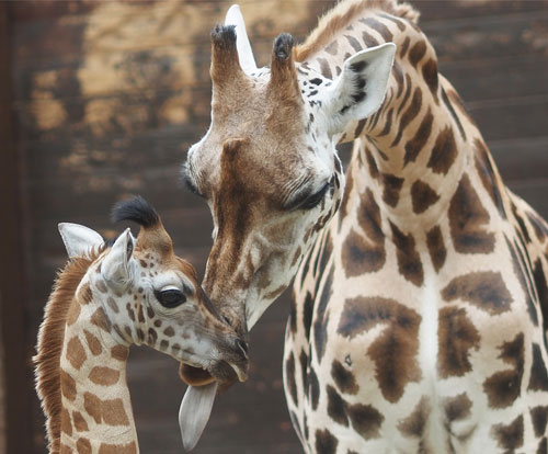Giraffenkuh Sipiwe mit ihrem Sohn Jabari, © Zoo Leipzig