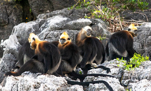 Goldkopflanguren auf Cat Ba, © Neahga Leoonard, ZooLeipzig