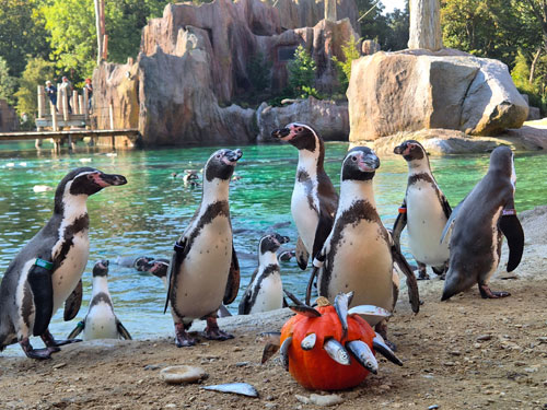 ... bis zur herbstlichen Fütterung der Humboldtpinguine in Feuerland. © Zoo Leipzig