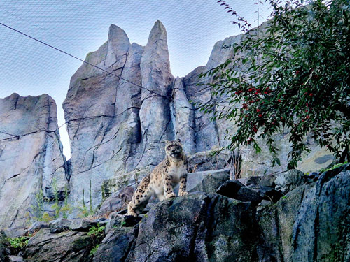 Die Weltreise durch den Zoo Leipzig führt von der Hochgebirgslandschaft Himalaya mit Schneeleopard ... © Zoo Leipzig