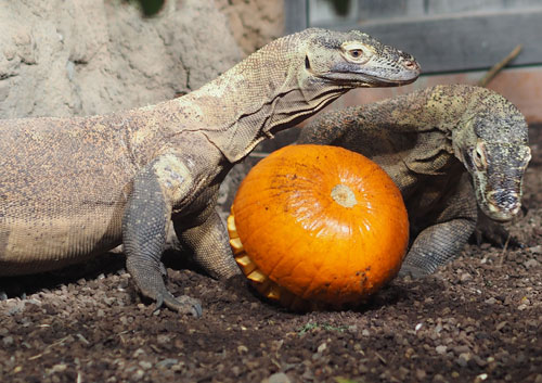 Veranstaltung in/um Leipzig: Tierisch kunterbuntes Herbstgeschehen