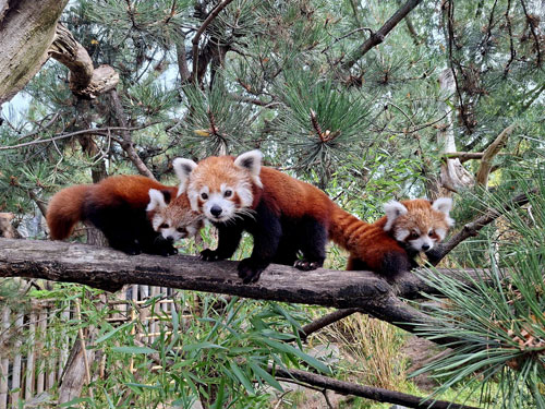 Rote Pandas auf Entdeckungstour © Zoo Leipzig