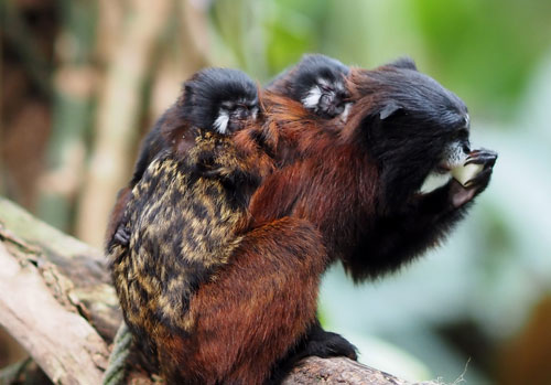Rotschultertamarin Männchen Bruno mit seinen Zwillingen auf dem Rücken © ZooLeipzig