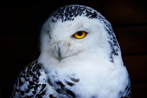 Schneeeule © Michael van der Vegt