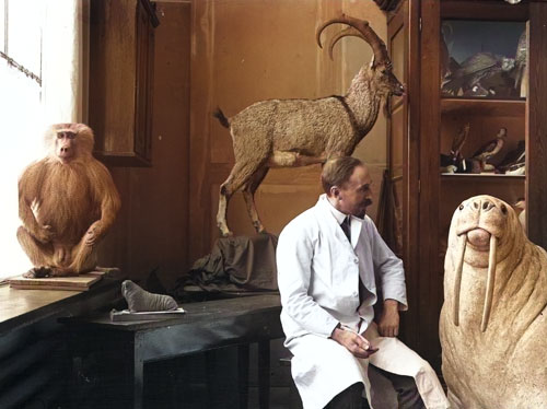 Selbstaufnahme Herman H. ter Meer mit Walross und Bezoarziege in seinem Atelier am Zoologisch-Zootomischen Institut der Universität Leipzig in der Talstraße 33 (1924), coloriert; Naturkundemuseum Leipzig